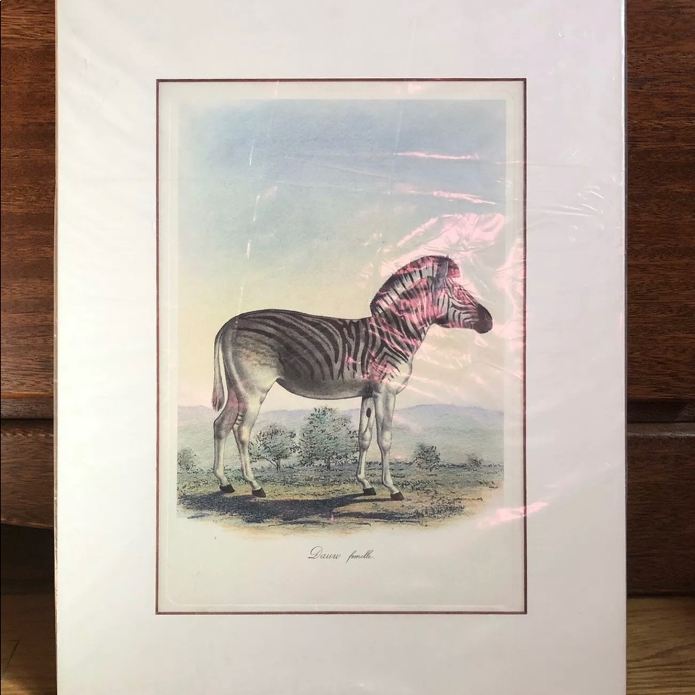 DAUW FEMELLE by Frederic Cuvier Animals of Africa